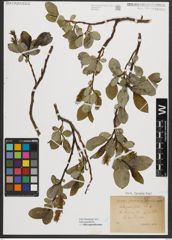 Foto von Salix appendiculata Vill.